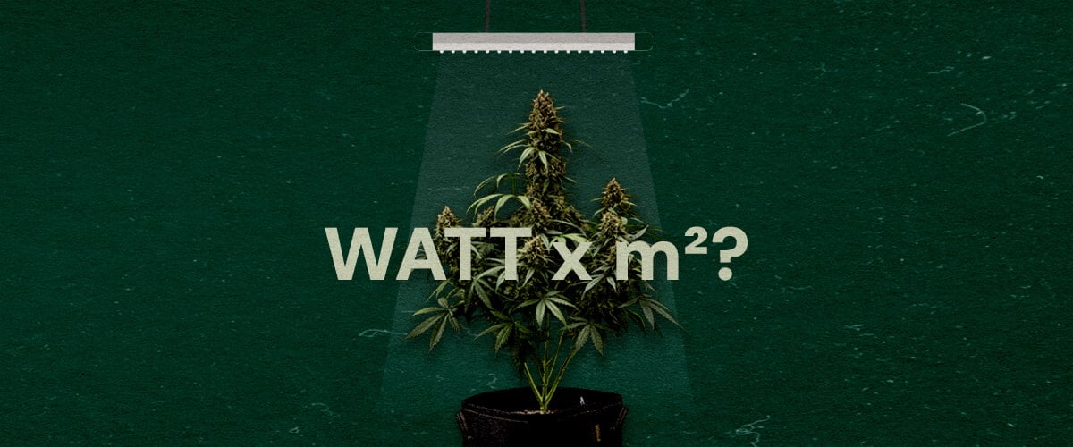 Wie Viele Watt pro Quadratfuß für LED Grow-Lichter Cannabis Eine Illustration einer Cannabispflanze unter einem LED-Grow-Licht mit dem Text