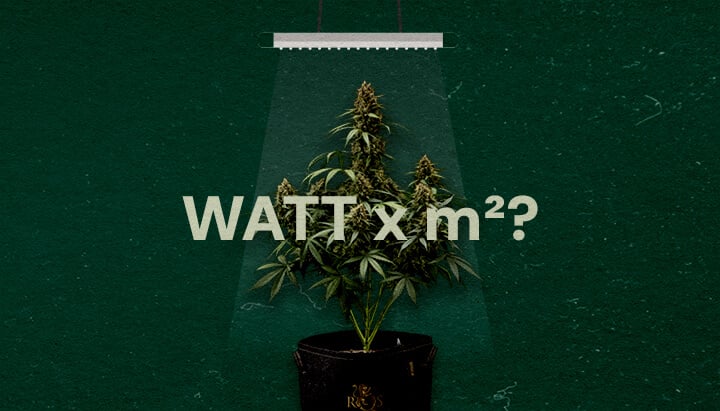 Wie Viele Watt pro Quadratfuß für LED Grow-Lichter Cannabis Eine Illustration einer Cannabispflanze unter einem LED-Grow-Licht mit dem Text