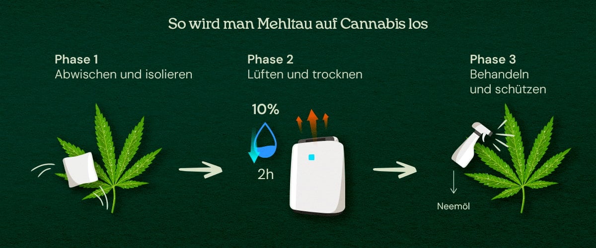 So wird man Mehltau auf Cannabis los (3-Phasen-Behandlung) Eine Illustration von Cannabis-Blättern mit Mehltau, die einen 3-Phasen-Heilungsprozess zeigt, einschließlich Entfernung, Behandlung und Prävention, vor einem neutralen Hintergrund.