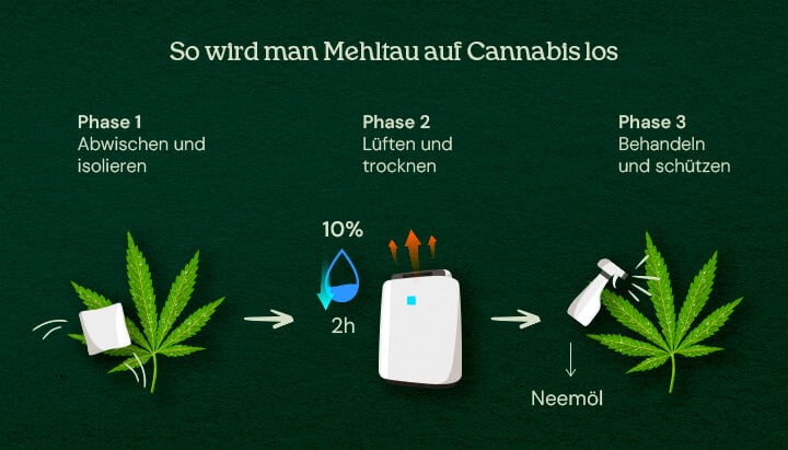 So wird man Mehltau auf Cannabis los (3-Phasen-Behandlung) Eine Illustration von Cannabis-Blättern mit Mehltau, die einen 3-Phasen-Heilungsprozess zeigt, einschließlich Entfernung, Behandlung und Prävention, vor einem neutralen Hintergrund.