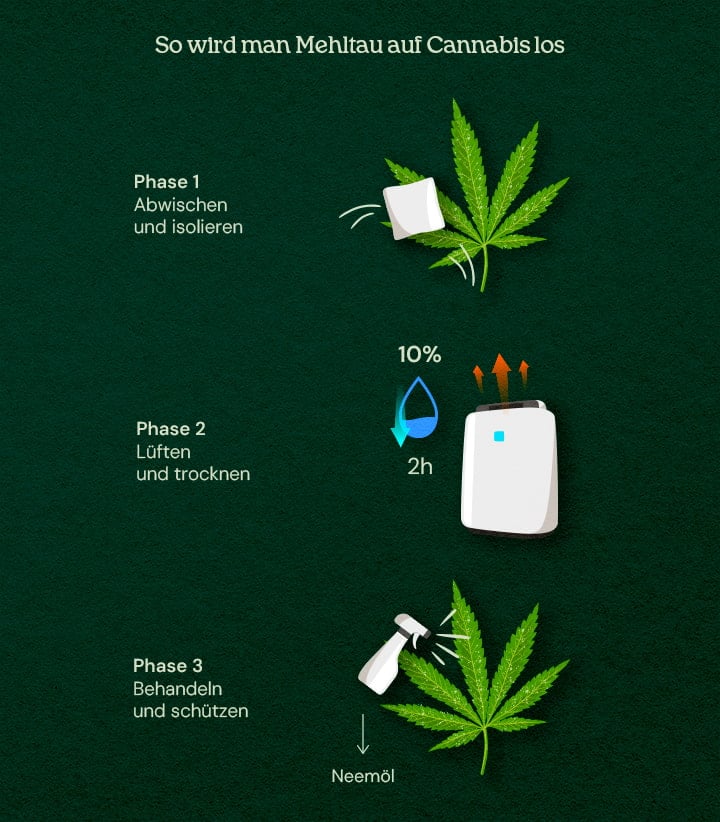 Eine Illustration von Cannabis-Blättern mit Mehltau, die einen 3-Phasen-Heilungsprozess zeigt, einschließlich Entfernung, Behandlung und Prävention, vor einem neutralen Hintergrund.