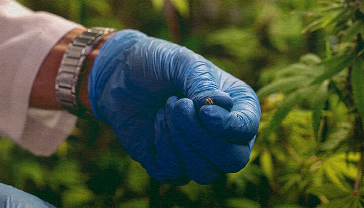 Nahaufnahme einer männlichen Cannabispflanze mit Pollensäcken, zeigt, wie man Bestäubungsprobleme vermeidet, auf dunkelgrünem Hintergrund, ideal für Cannabis-Anbautipps.