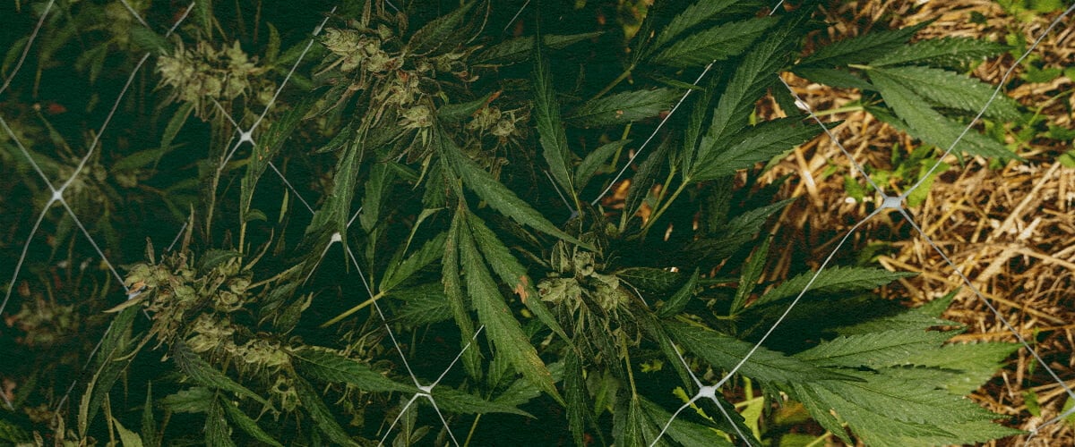 Wie Pflege Ich Boden im Winter: 5-Schritte-Bild Cannabispflanze mit Mulch und Netz, zeigt 5 Schritte zur Bodenpflege im Winter mit Isolierung und Schutz, ideal für Cannabisanbau-Anleitungen.