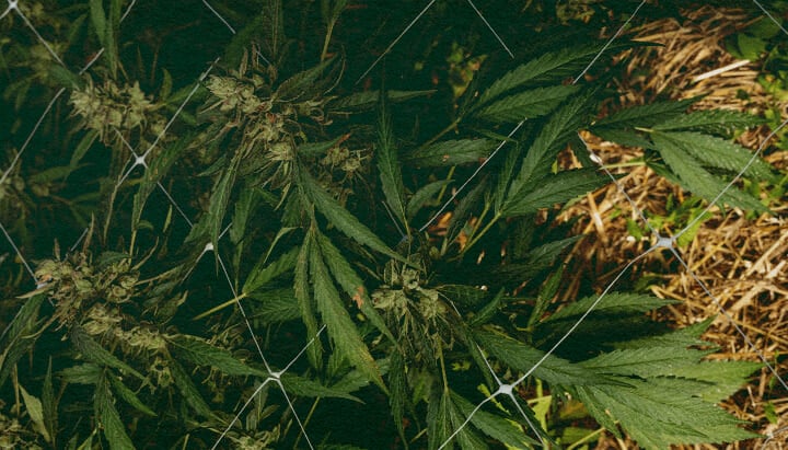 Wie Pflege Ich Boden im Winter: 5-Schritte-Bild Cannabispflanze mit Mulch und Netz, zeigt 5 Schritte zur Bodenpflege im Winter mit Isolierung und Schutz, ideal für Cannabisanbau-Anleitungen.
