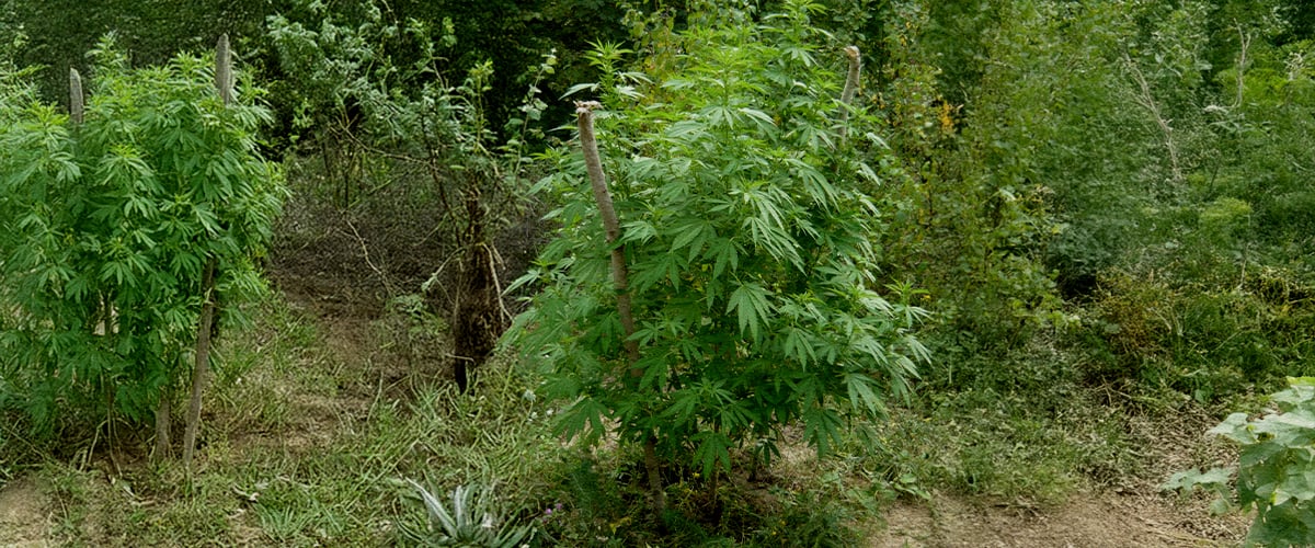 So findest du den besten Spot für deinen Guerrilla-Grow So findest du den besten Spot für deinen Guerrilla-Grow