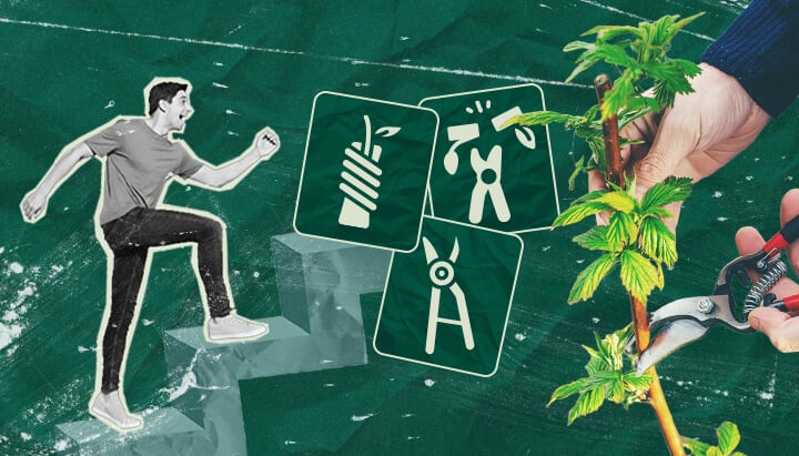 Cannabispflanzen Veredeln: Ihre Schritt-für-Schritt-Anleitung Erfahren Sie, wie Sie Cannabispflanzen veredeln können – mit unserer Schritt-für-Schritt-Anleitung. Entdecken Sie die benötigte Ausrüstung, wie Sie die beste Unterlage und den besten Edelreiser auswählen, und folgen Sie unserem Veredelungstutorial.