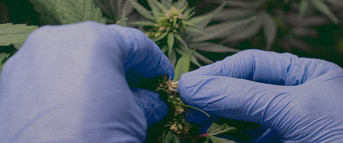 Wie Man Marihuana-Pollen Einführt: Pollensack-Bild Nahaufnahme einer männlichen Cannabispflanze mit Pollensäcken, zeigt, wie man Pollen sammelt, um weibliche Pflanzen zu bestäuben, auf dunkelgrünem Hintergrund, ideal für Cannabis-Zucht-Anleitungen.