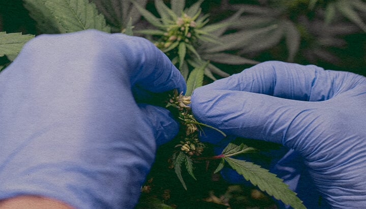 Wie Man Marihuana-Pollen Einführt: Pollensack-Bild Nahaufnahme einer männlichen Cannabispflanze mit Pollensäcken, zeigt, wie man Pollen sammelt, um weibliche Pflanzen zu bestäuben, auf dunkelgrünem Hintergrund, ideal für Cannabis-Zucht-Anleitungen.