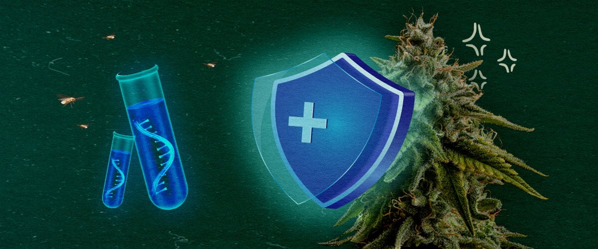 Cannabis-Pflanze mit Schutzschild und Reagenzgläsern auf grünem Hintergrund, zeigt CCYV-Prävention in Cannabiskulturen.