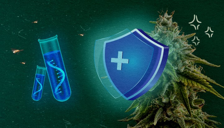 Cannabis-Pflanze mit Schutzschild und Reagenzgläsern auf grünem Hintergrund, zeigt CCYV-Prävention in Cannabiskulturen.