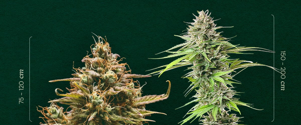 Autoflower vs. Photoperiod: Vergleich der Pflanzengröße Autoflower vs. Photoperiod Größe: Sehen Sie den typischen Höhenunterschied zwischen selbstblühenden (75-120cm) und photoperiodischen (150-200cm) Cannabispflanzen. Erfahren Sie, wie Sie sie unterscheiden können.