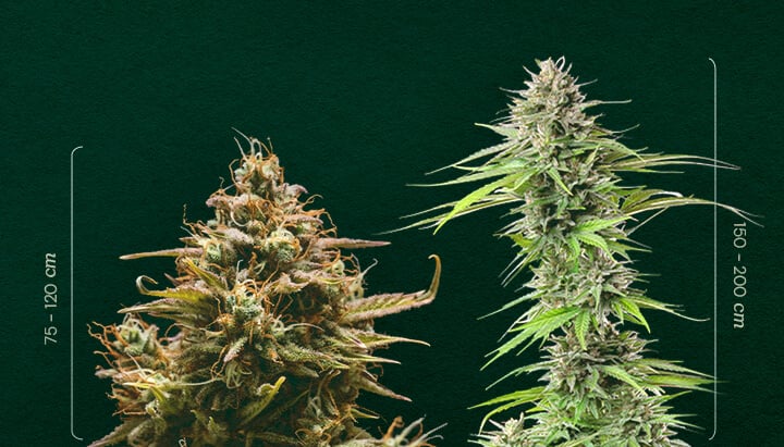 Autoflower vs. Photoperiod: Vergleich der Pflanzengröße Autoflower vs. Photoperiod Größe: Sehen Sie den typischen Höhenunterschied zwischen selbstblühenden (75-120cm) und photoperiodischen (150-200cm) Cannabispflanzen. Erfahren Sie, wie Sie sie unterscheiden können.