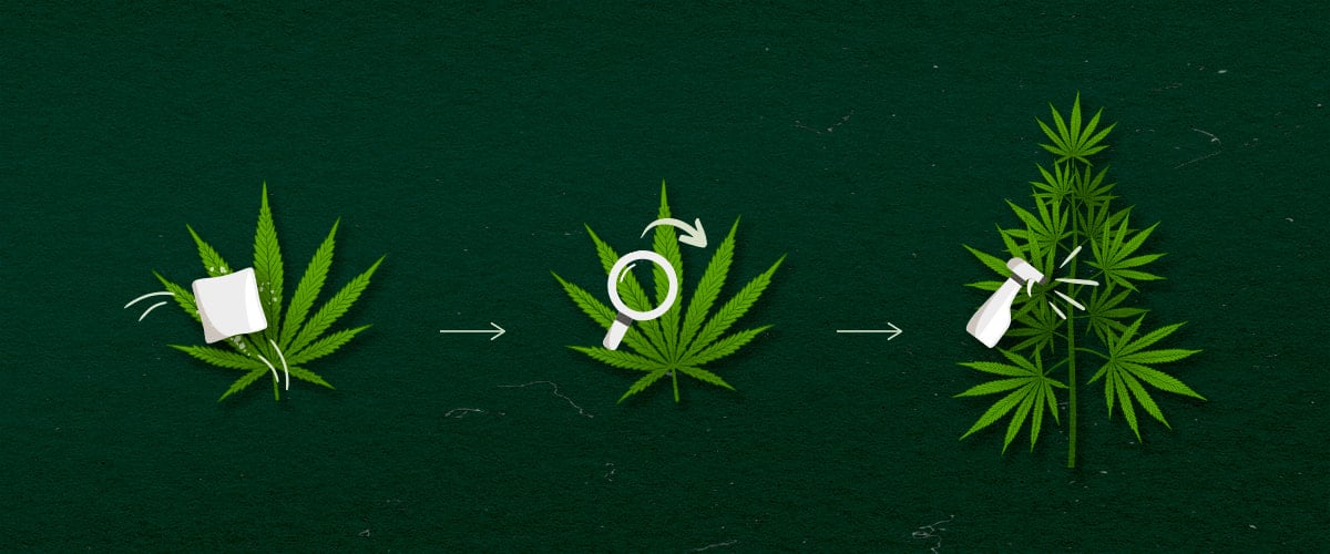 Cannabis-Anwendungsmethoden: Sprühen, Wischen oder Vernebeln Illustration der Cannabisanwendungsmethoden: Spray, Wipe oder Fog, grün-weißes Design auf dunklem Hintergrund.