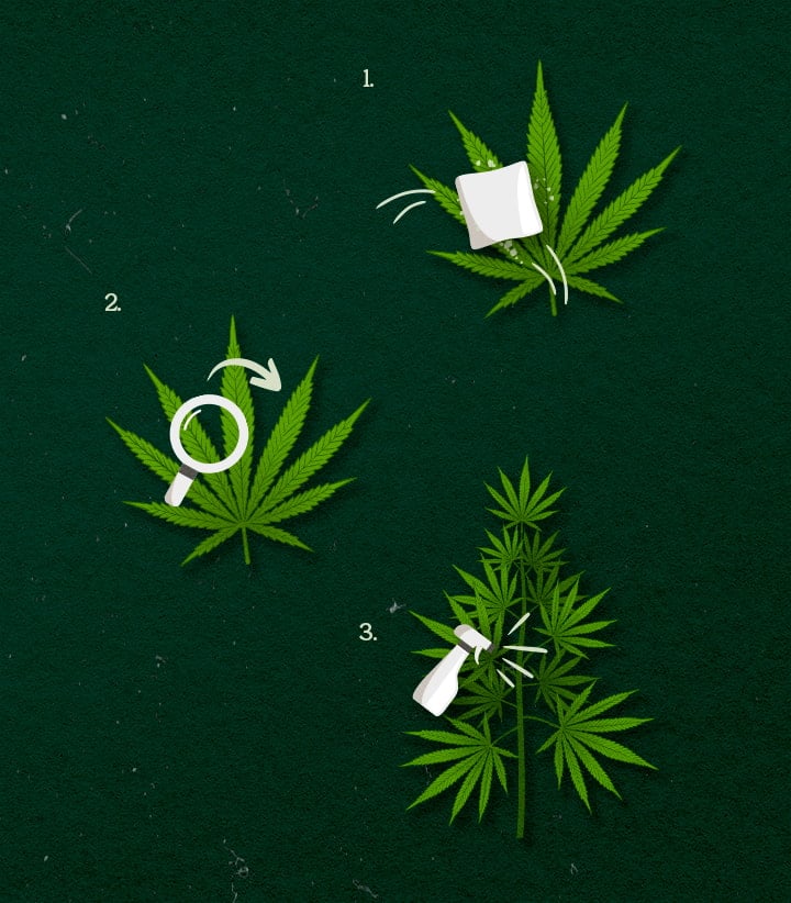 Cannabis-Anwendungsmethoden: Sprühen, Wischen oder Vernebeln Illustration der Cannabisanwendungsmethoden: Spray, Wipe oder Fog, grün-weißes Design auf dunklem Hintergrund.