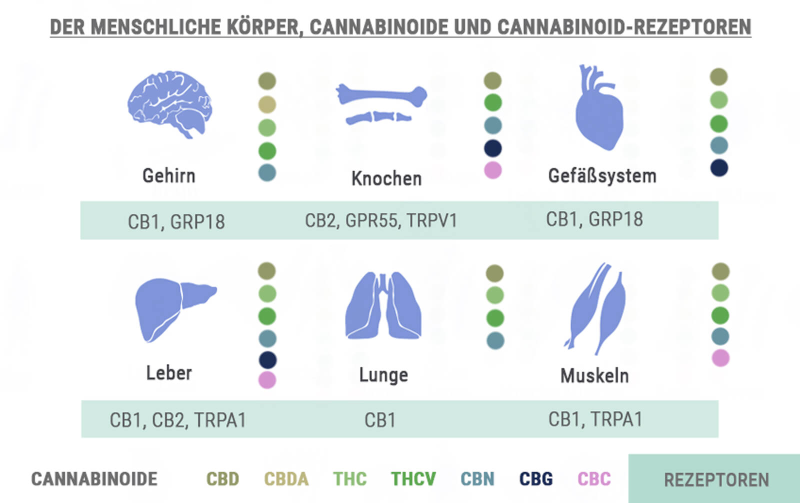 Body, Cannabinoids and Receptors