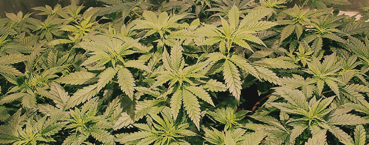 Cannabis Hybrids Cannabis Hybrids