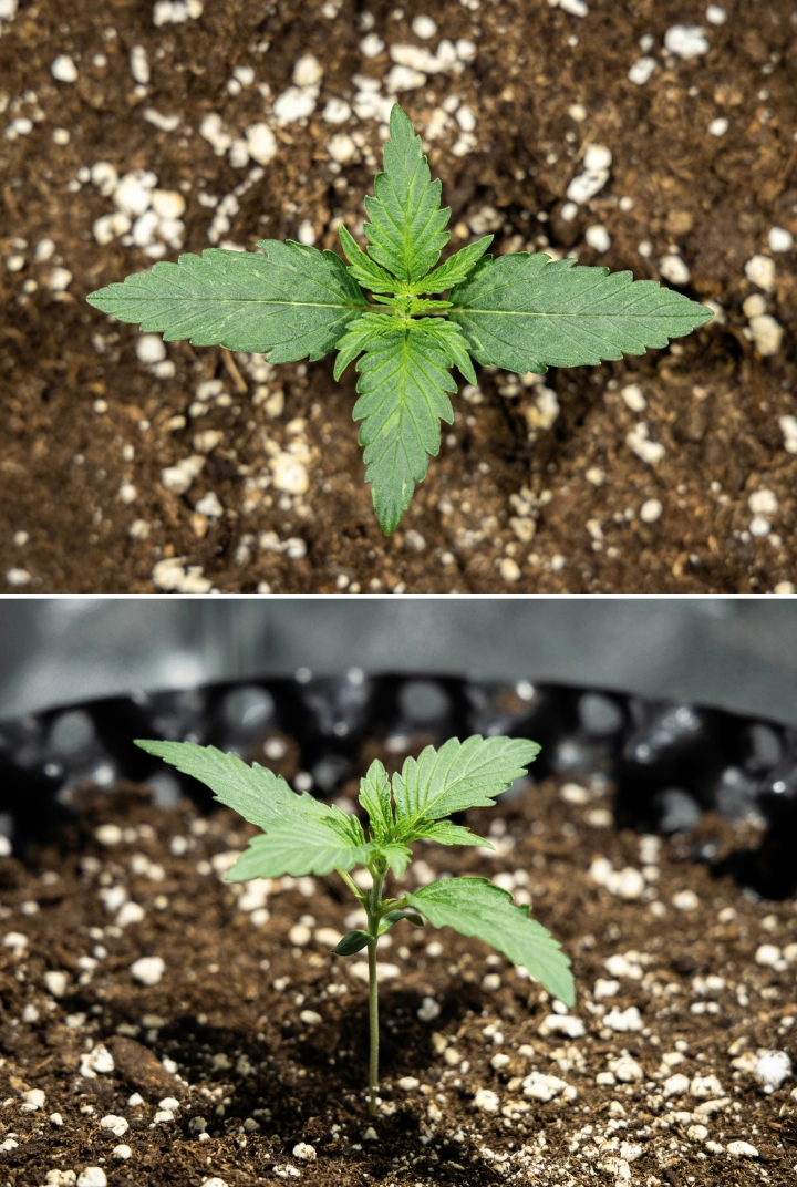 Hyperion F1 Cannabissämling während Woche 1 des Grow Reports, mit frühem vegetativem Wachstum, gesunden grünen Blättern, stabiler Stängelentwicklung und perlitreicher Erde.