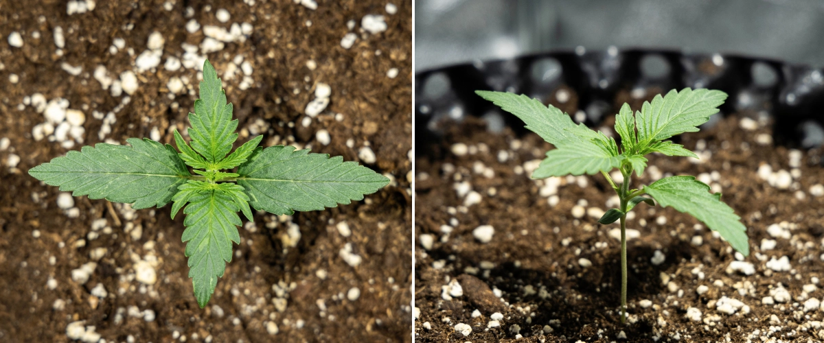Hyperion F1 Cannabissämling während Woche 1 des Grow Reports, mit frühem vegetativem Wachstum, gesunden grünen Blättern, stabiler Stängelentwicklung und perlitreicher Erde.