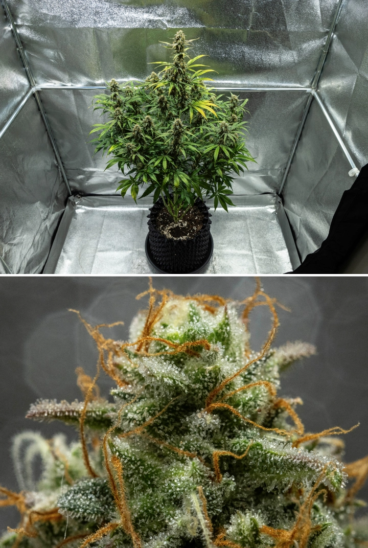 Hyperion F1 Cannabispflanze während Woche 10 des Grow Reports, mit erntereifen harzigen Buds, frostiger Trichombedeckung, orangefarbenen Blütenstempeln, verblassenden Blättern und finaler Reifung in einem Growzelt.