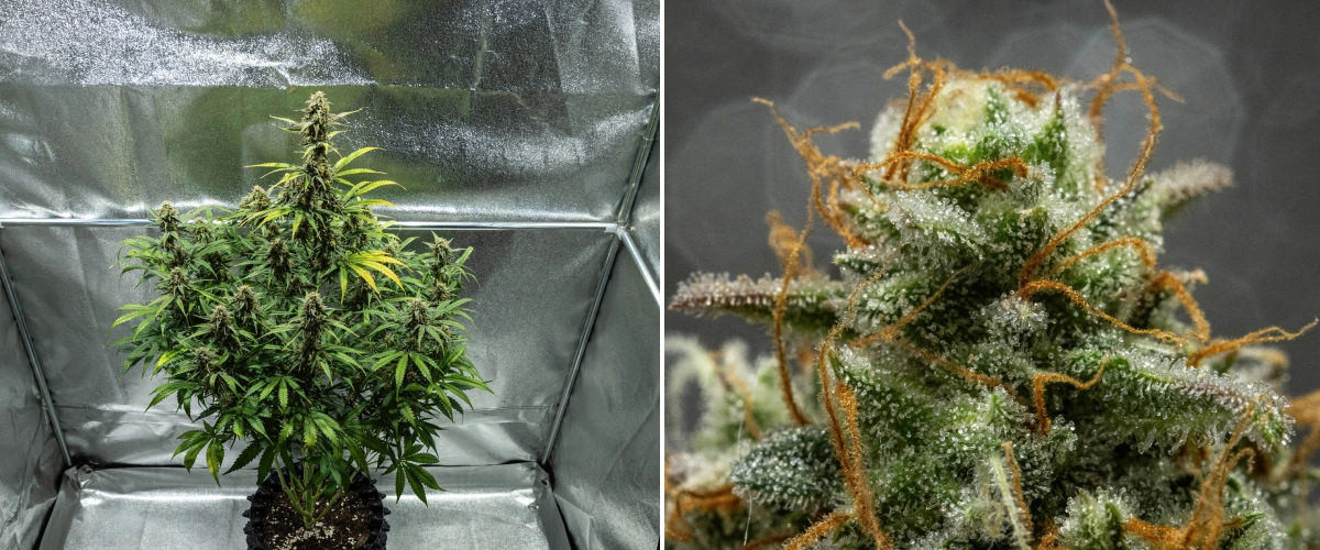 Hyperion F1 Cannabispflanze während Woche 10 des Grow Reports, mit erntereifen harzigen Buds, frostiger Trichombedeckung, orangefarbenen Blütenstempeln, verblassenden Blättern und finaler Reifung in einem Growzelt.