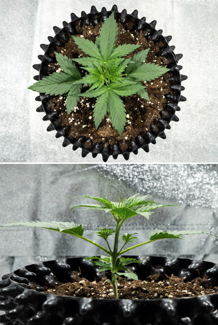 Hyperion F1 Cannabispflanze während Woche 2 des Grow Reports, mit schnellem vegetativem Wachstum, gesundem grünem Laub, sich entwickelnden Zweigen, stabiler Stängelstruktur und einem schwarzen Air-Pot.