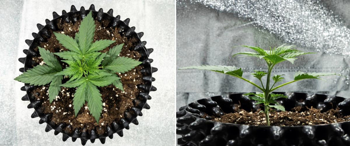 Hyperion F1 Cannabispflanze während Woche 2 des Grow Reports, mit schnellem vegetativem Wachstum, gesundem grünem Laub, sich entwickelnden Zweigen, stabiler Stängelstruktur und einem schwarzen Air-Pot.