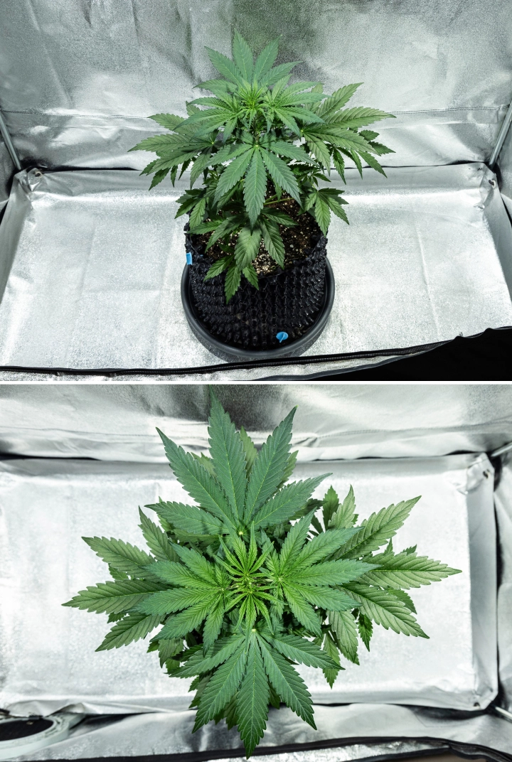Hyperion F1 Cannabispflanze während Woche 3 des Grow Reports, mit kräftigem vegetativem Wachstum, dichtem grünem Laub, starker Verzweigung, breiten Fächerblättern und einem gesunden Blätterdach in einem Growzelt.