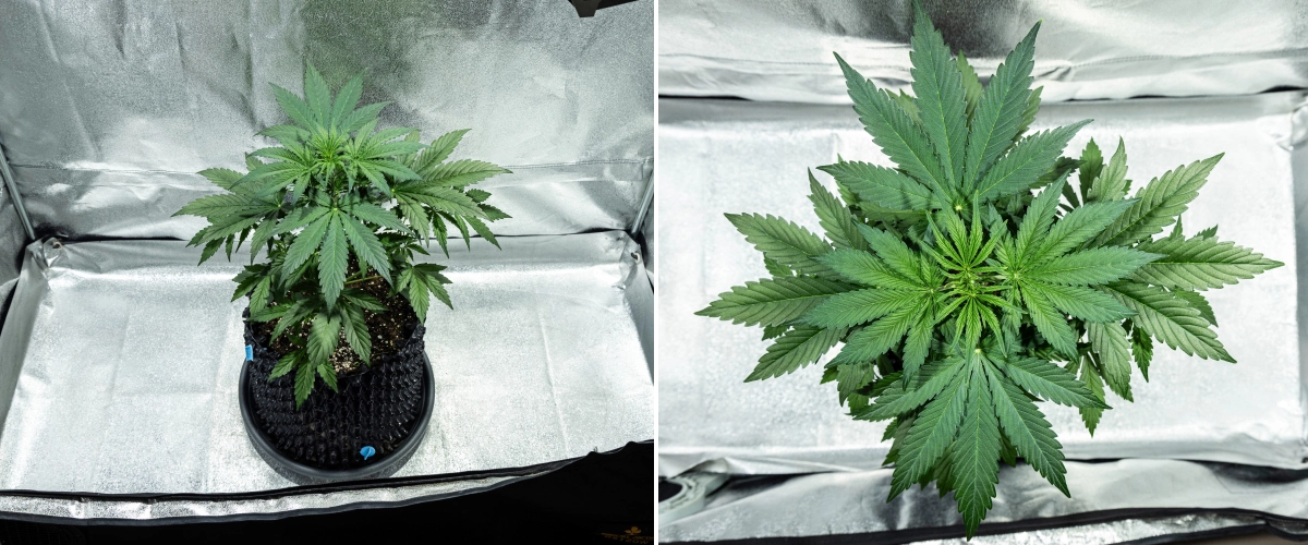 Hyperion F1 Cannabispflanze während Woche 3 des Grow Reports, mit kräftigem vegetativem Wachstum, dichtem grünem Laub, starker Verzweigung, breiten Fächerblättern und einem gesunden Blätterdach in einem Growzelt.