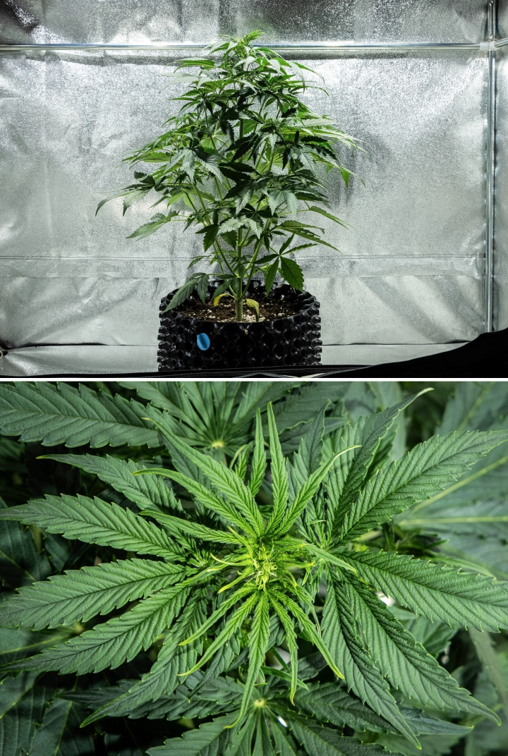 Hyperion F1 Cannabispflanze während Woche 4 des Grow Reports, mit frühem Blütewachstum, starkem vertikalem Stretch, gesundem grünem Laub, sich entwickelnden Blütenstellen und kräftiger Struktur in einem Growzelt.