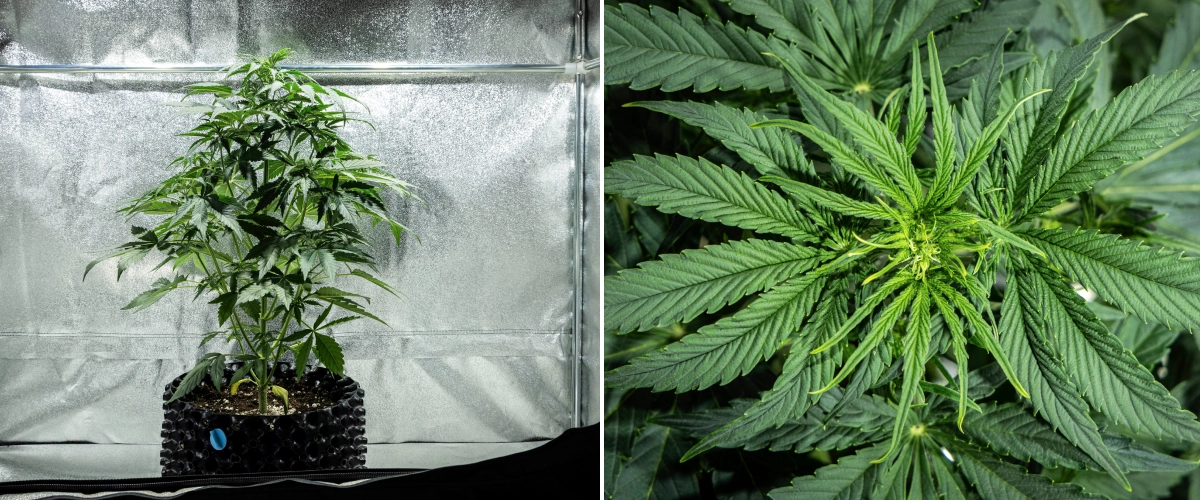 Hyperion F1 Cannabispflanze während Woche 4 des Grow Reports, mit frühem Blütewachstum, starkem vertikalem Stretch, gesundem grünem Laub, sich entwickelnden Blütenstellen und kräftiger Struktur in einem Growzelt.