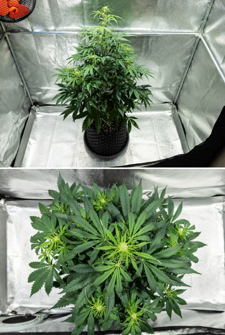 Hyperion F1 Cannabispflanze während Woche 5 des Grow Reports, mit starkem Blütestretch, dichtem grünem Laub, mehreren sich entwickelnden Blütenstellen, kräftiger Verzweigung und einem vollen Blätterdach in einem Growzelt.