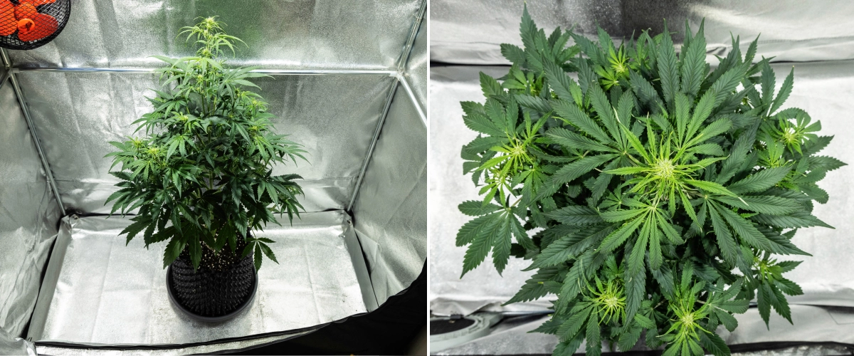 Hyperion F1 Cannabispflanze während Woche 5 des Grow Reports, mit starkem Blütestretch, dichtem grünem Laub, mehreren sich entwickelnden Blütenstellen, kräftiger Verzweigung und einem vollen Blätterdach in einem Growzelt.