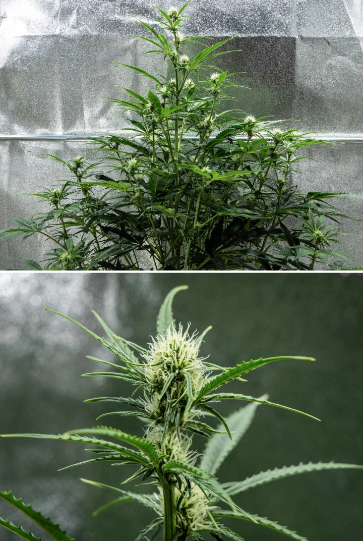 Hyperion F1 Cannabispflanze während Woche 6 des Grow Reports, mit hohem Blütewachstum, harziger Bud-Entwicklung, frischen weißen Blütenstempeln, starker Verzweigung und gesundem grünem Laub in einem Growzelt.