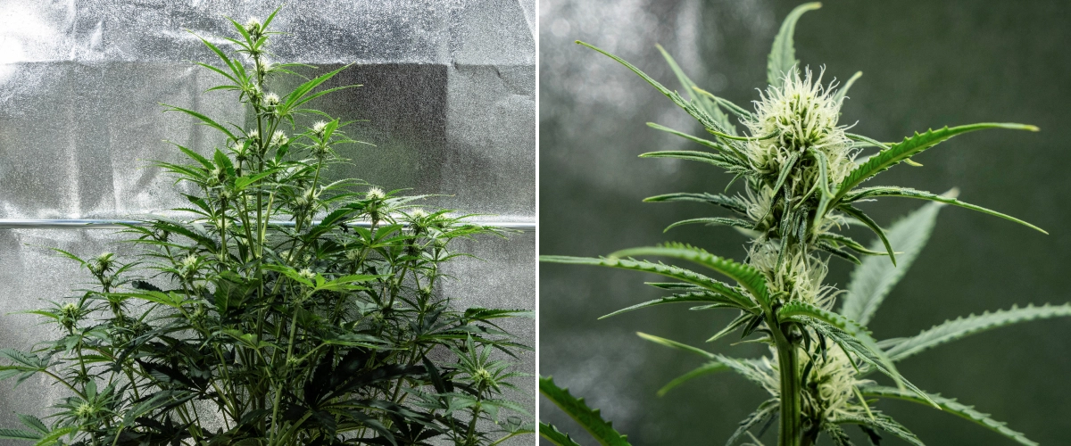Hyperion F1 Cannabispflanze während Woche 6 des Grow Reports, mit hohem Blütewachstum, harziger Bud-Entwicklung, frischen weißen Blütenstempeln, starker Verzweigung und gesundem grünem Laub in einem Growzelt.