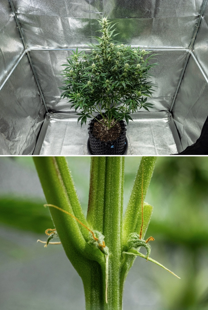 Hyperion F1 Cannabispflanze während Woche 7 des Grow Reports, mit hohem Blütewachstum, sich entwickelnden harzigen Buds, ersten orangefarbenen Blütenstempeln, starken Stängeln und sichtbaren CalMag-Mangelsymptomen in einem Growzelt.