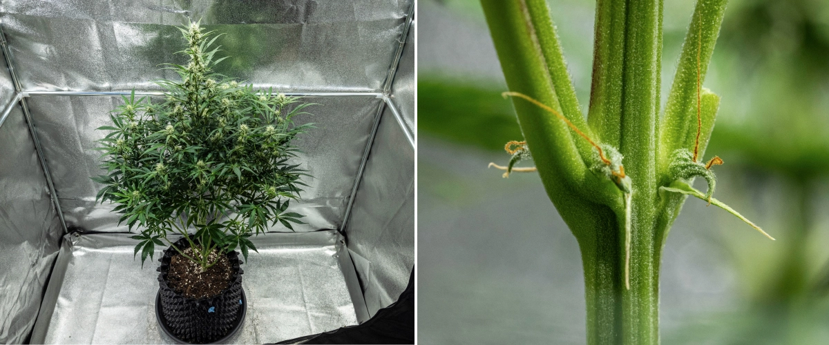 Hyperion F1 Cannabispflanze während Woche 7 des Grow Reports, mit hohem Blütewachstum, sich entwickelnden harzigen Buds, ersten orangefarbenen Blütenstempeln, starken Stängeln und sichtbaren CalMag-Mangelsymptomen in einem Growzelt.