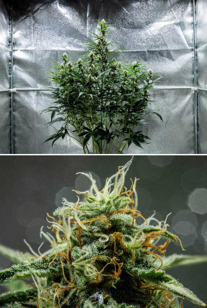 Hyperion F1 Cannabispflanze während Woche 8 des Grow Reports, mit klebrigen harzigen Buds, frostiger Trichombedeckung, orangefarbenen und weißen Blütenstempeln, hohen blühenden Colas und später Blütenentwicklung in einem Growzelt.