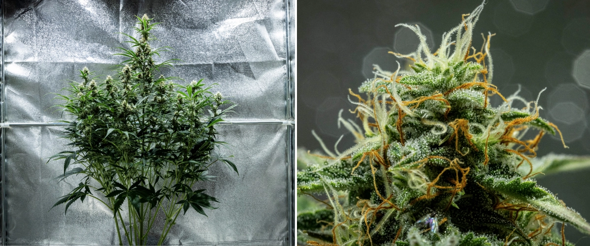 Hyperion F1 Cannabispflanze während Woche 8 des Grow Reports, mit klebrigen harzigen Buds, frostiger Trichombedeckung, orangefarbenen und weißen Blütenstempeln, hohen blühenden Colas und später Blütenentwicklung in einem Growzelt.