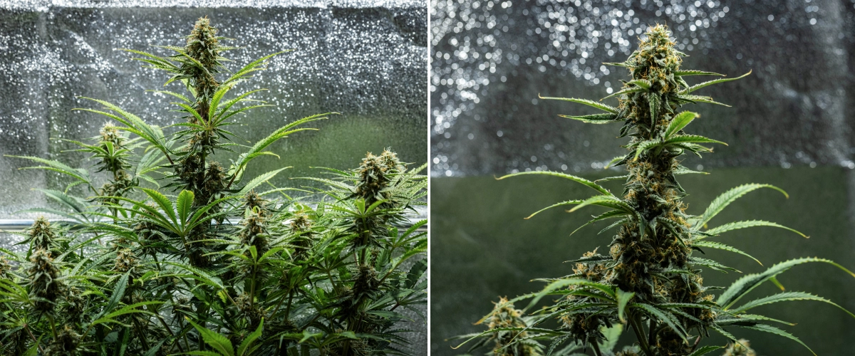 Hyperion F1 Cannabispflanze während Woche 9 des Grow Reports, mit reifen blühenden Colas, harzigen Buds, orangefarbenen Blütenstempeln, verblassenden Blättern und finaler Reifung in einem Growzelt.