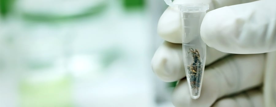 Labor Cannabis Öl Oxford Fonds Untersuchung wissenschaftlichen