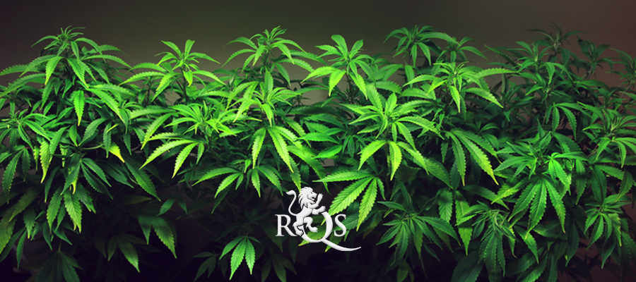 northern light royal queen seeds culture