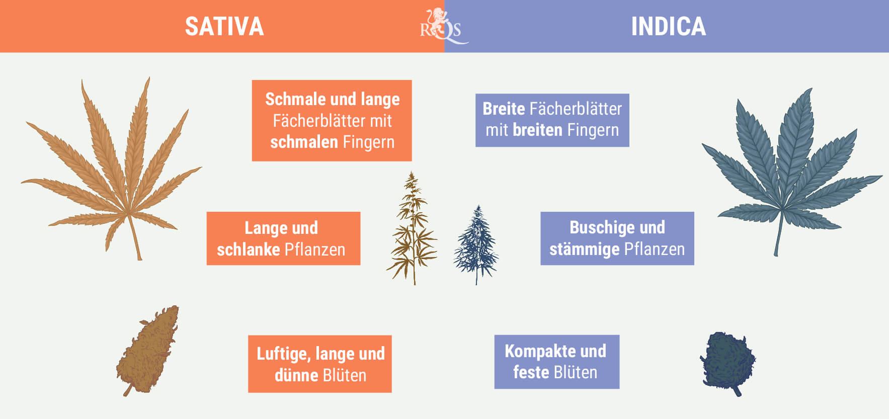INDICA UND SATIVA UNTERSCHEIDEN INDICA UND SATIVA UNTERSCHEIDEN
