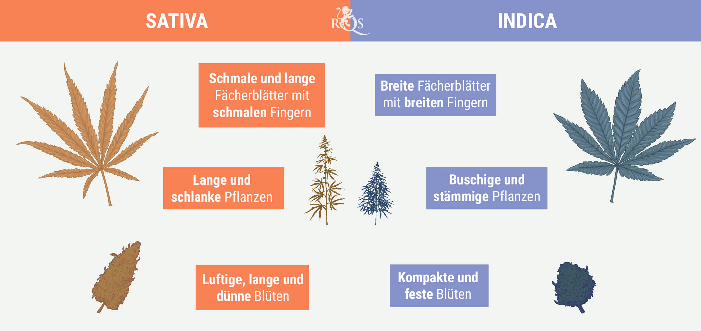 INDICA UND SATIVA UNTERSCHEIDEN