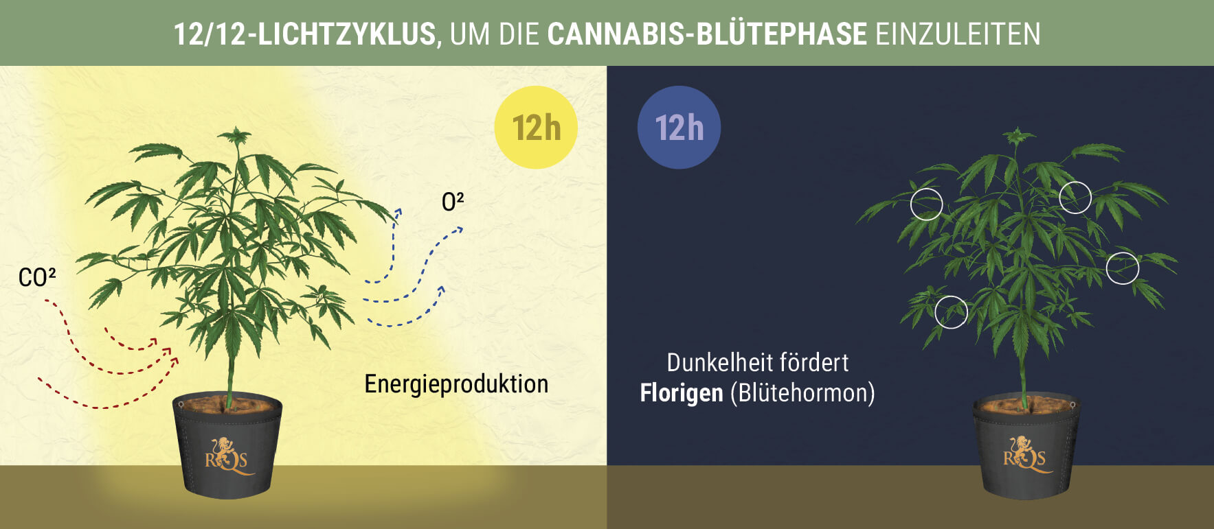 Wann beginnt die photoperiodische Blütephase?