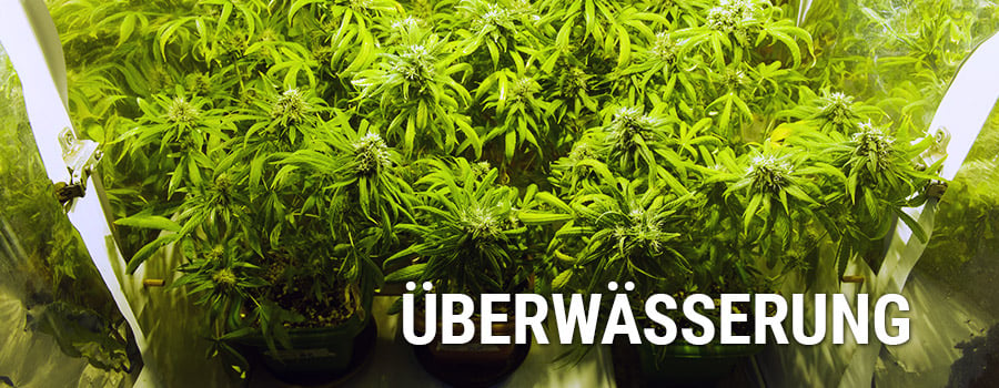 Überwässerung Pflanzen Cannabis