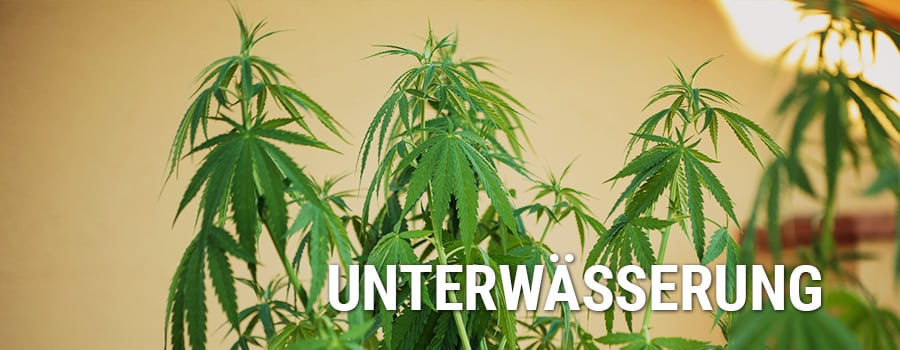 Unterwässerung Pflanzen Cannabis