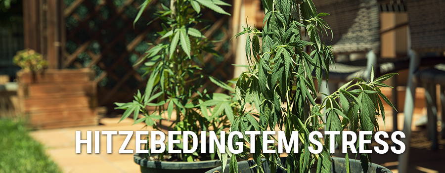Hitzebedingtem Stress Cannabis Hitzebedingtem Stress Cannabis
