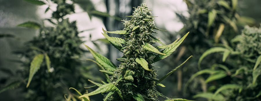 Cannabis Pflanzen Auch An Die Form Eines Christbaums