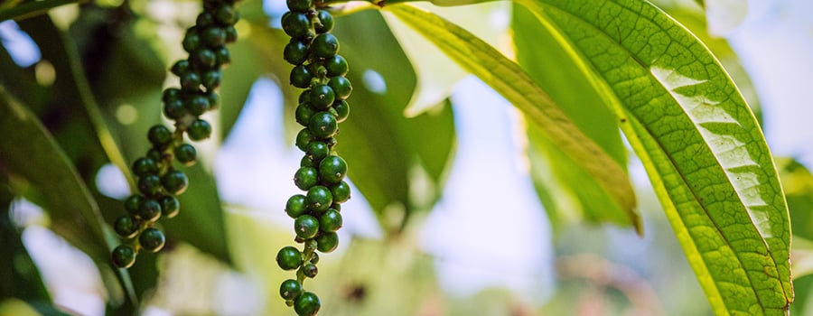 Beta Caryophyllene Terpene in schwarzem Pfeffer und Cannabis vorhanden