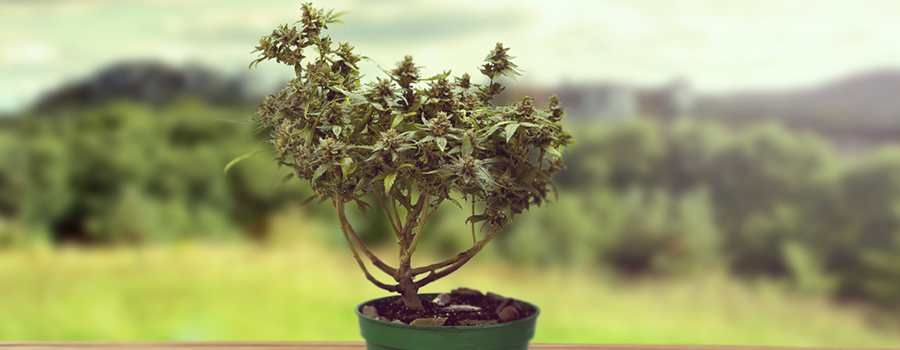 CANNABIS-BONSAI-BÄUME CANNABIS-BONSAI-BÄUME